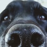 Dogs nose upclose
