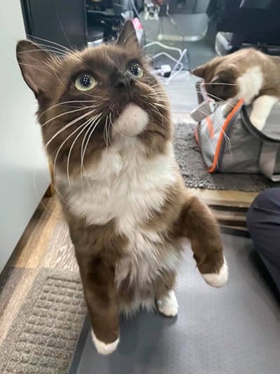 mobile-pet-vet-van-curious-cat Curious cat inside mobile pet vet van