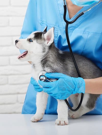 Veterinarian examining husky puppy