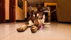 puppy in kitchen licking paw