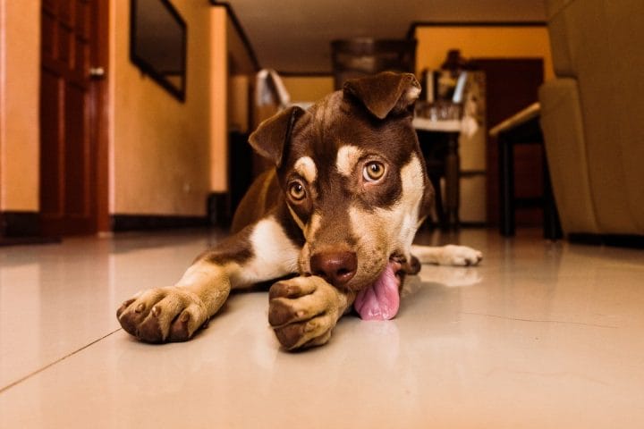 puppy in kitchen licking paw