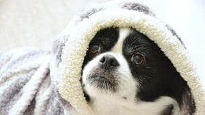 cute dog in cozy winter sweater