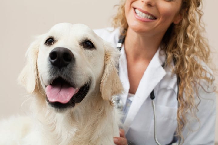 veterinarian with white lab